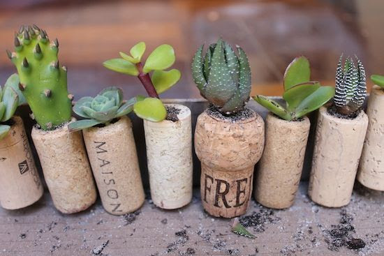wine corks used for planting