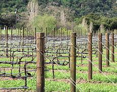 Vineyard In The Spring