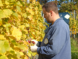 Evaluating Wine Grapes For Harvest