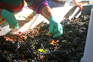 Getting Grapes Ready For The Grape Destemmer
