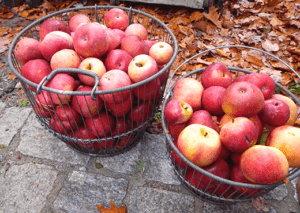 baskets of apples