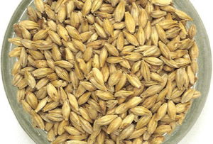 malted barley