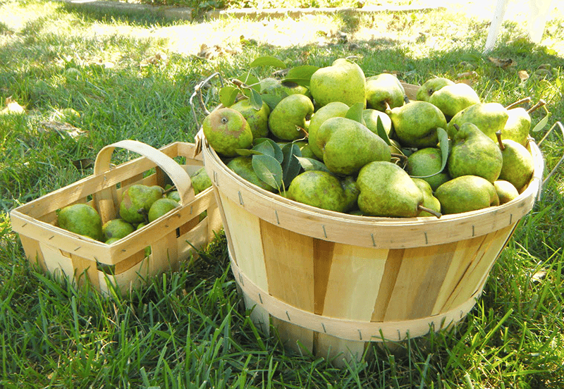 Bushell of Pears