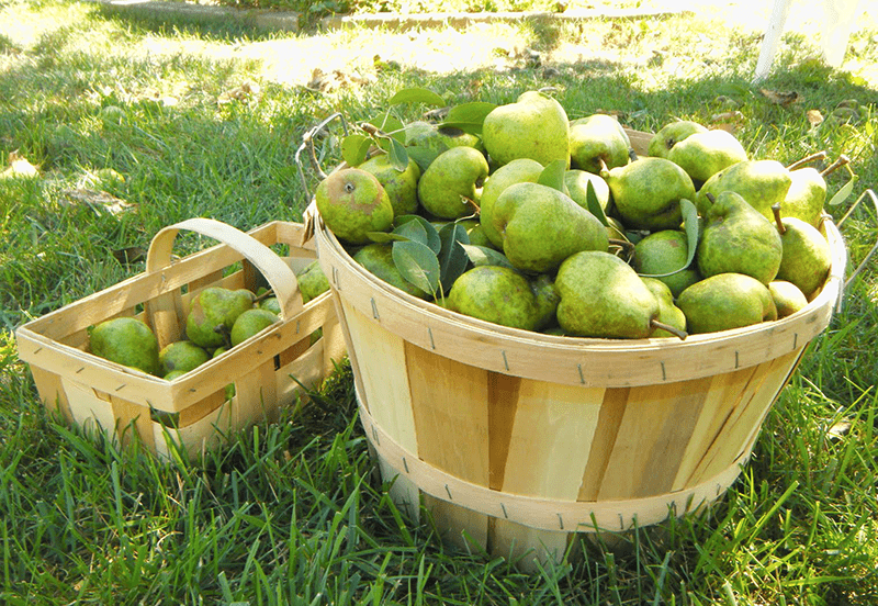 pear wine homebrew