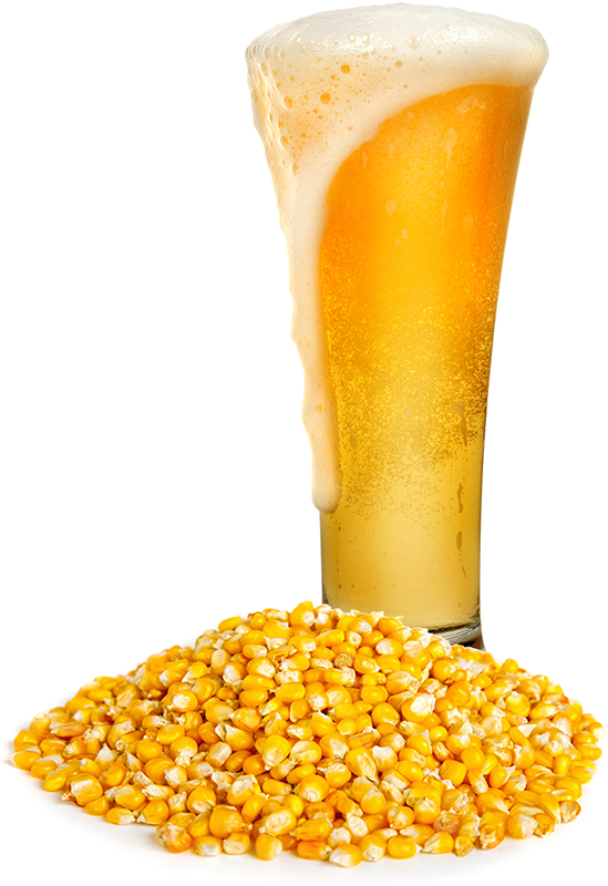 Corn Maize In Beer