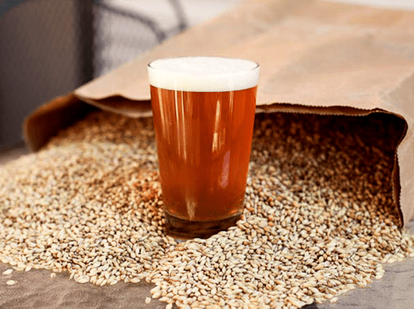 Glass Of Homebrew Sitting In Grains