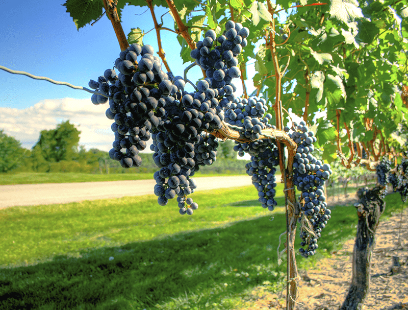Growing Grapes For Wine