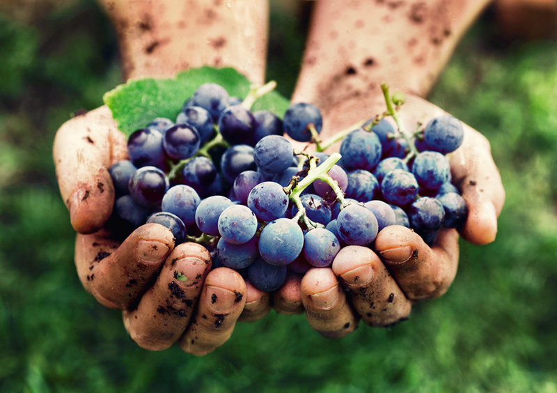 Hands Full Of Wine Grapes