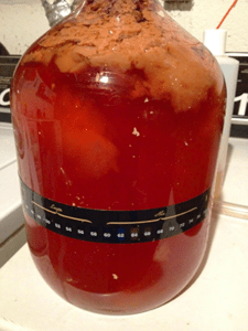 Infected apple cider