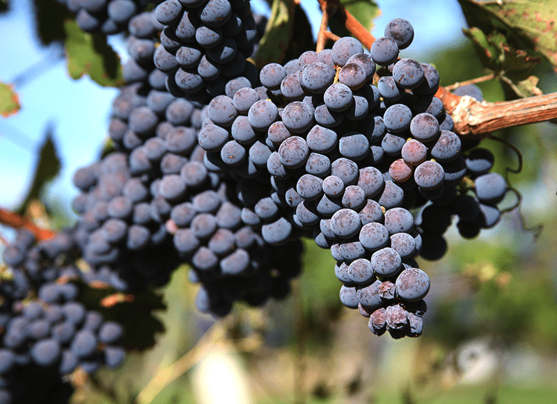 Melot Grape For Making Wine