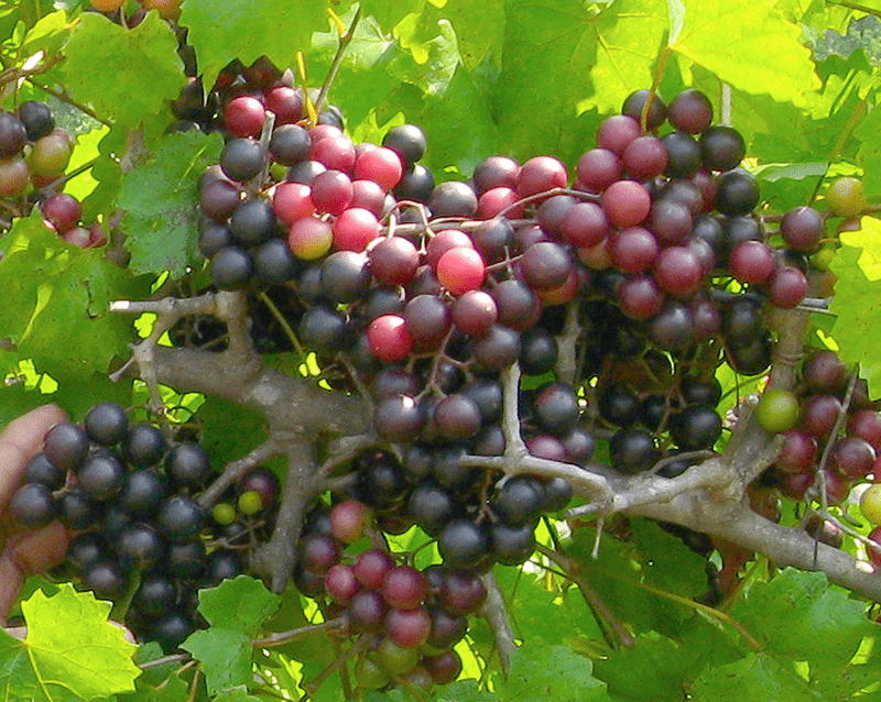 Muscadine Grapes For Making Wine