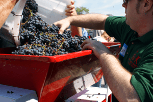 grapes in a grape crusher