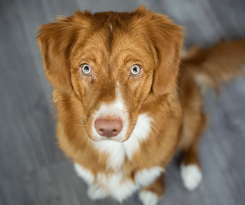 A Cork Retriever Dog