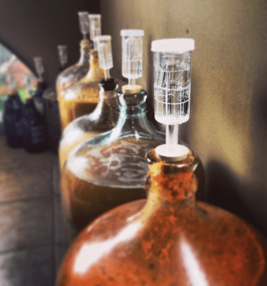 Row Of Carboys With Mead