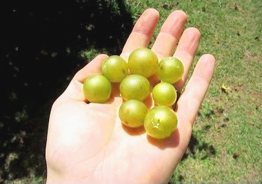 Scuppernong grapes for making wine.
