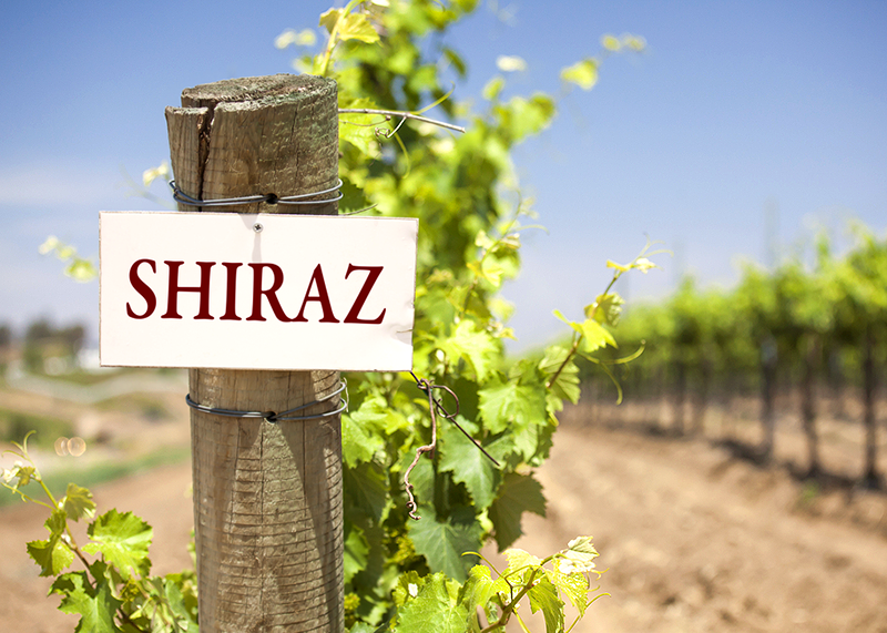 Picture showing difference between Shiraz and Syrah.
