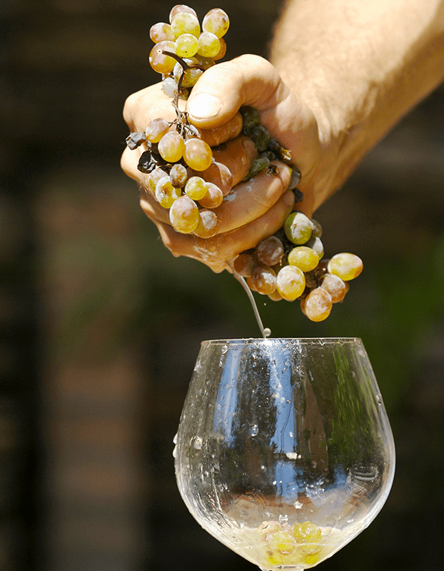Crushing Wine Grapes Into Glass