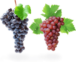 two wine grape varieties