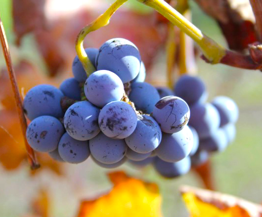Wild Yeast On Grapes