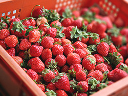 Strawberries Getting Ready For The Steam Juicer