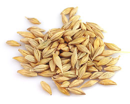 Malted Barley Grain
