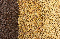 Malted Barley Grains