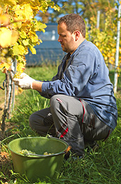 Man Picking Grapes For Wine
