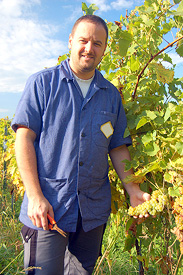 Time To Harvest Grapes