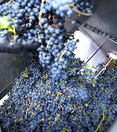 grapes going into destemmer