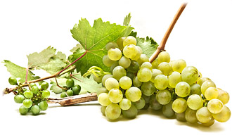 Grapes For Steam Juicer