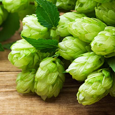 Beer Hops