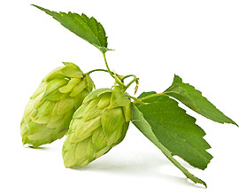 Beer Hops