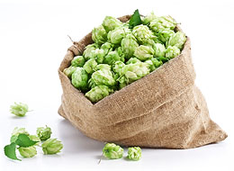 Beer Hops In Burlap Bag