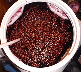 Wine in Primary Fermenter with Grape Pack