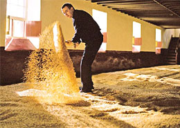Maltster turning malted barley grain.