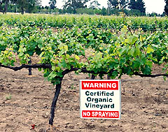 Organic Vineyard