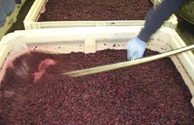 Crushed Grapes In Primary Fermentation
