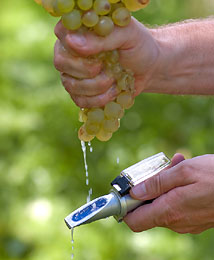 Refractometer Be Used To Test Grapes