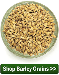 Buy Barley Grains