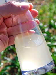 Fermenting Sugar Water With Yeast