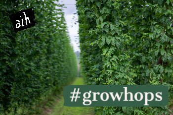 Hops growing in a field